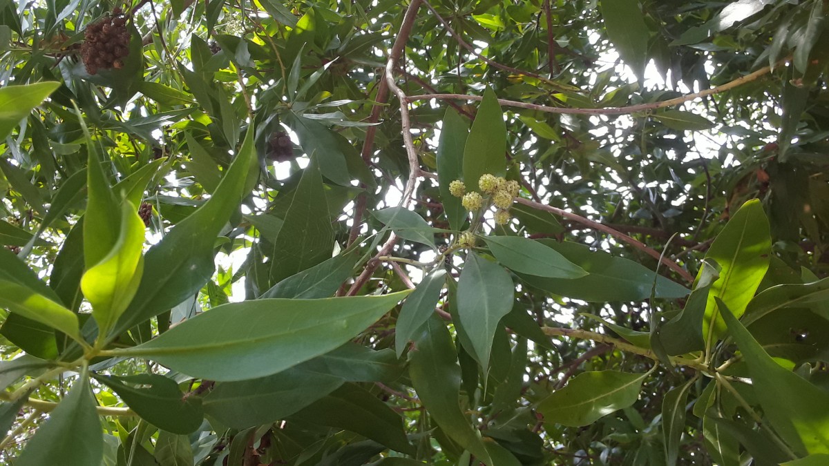 Conocarpus lancifolius Engl.